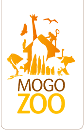 Mogo Zoo - Accommodation Mermaid Beach