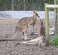 Jirrahlinga Koala  Wildlife Sanctuary - Accommodation Mermaid Beach