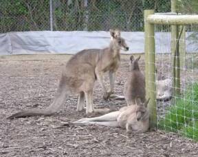 Jirrahlinga Koala & Wildlife Sanctuary - Accommodation Mermaid Beach 0