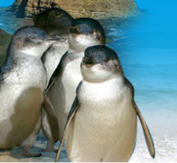 Phillip Island Penguin Parade - Accommodation Mermaid Beach 0