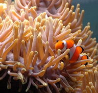 Reef HQ Great Barrier Reef Aquarium - Accommodation Mermaid Beach