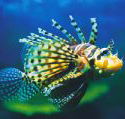 Underwater World - Accommodation Mermaid Beach