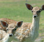 Marapana Wildlife Park - Accommodation Mermaid Beach