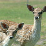 Marapana Wildlife Park - Accommodation Mermaid Beach 0