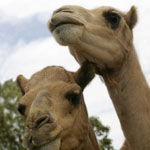 Marapana Wildlife Park - Accommodation Mermaid Beach 3