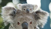 Billabong Koala And Wildlife Park - Accommodation Mermaid Beach 0