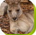 Calmsley Hill City Farm - Accommodation Mermaid Beach