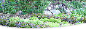 Calmsley Hill City Farm - Accommodation Mermaid Beach 1