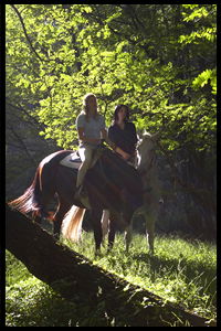 Glenworth Valley Horseriding - Accommodation Mermaid Beach 2