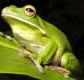 The Rainforest Habitat - Accommodation Mermaid Beach