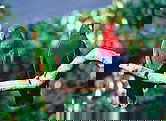 The Rainforest Habitat - Accommodation Mermaid Beach 1