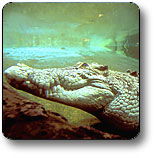Kakadu National Park - Accommodation Mermaid Beach 1
