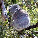 Koala Conservation Centre - Accommodation Mermaid Beach 0