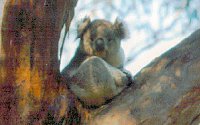 Koala Conservation Centre - Accommodation Mermaid Beach 2