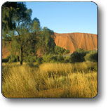 Uluru - Kata Tjuta National Park - Accommodation Mermaid Beach 0