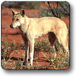 Uluru - Kata Tjuta National Park - Accommodation Mermaid Beach 3