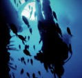 Scuba World - Accommodation Mermaid Beach