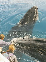 Storeyline Tours - Accommodation Mermaid Beach 1