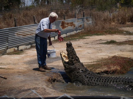 Koorana Saltwater Crocodile Farm - Accommodation Mermaid Beach 1