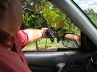 Mount Tamborine Winery & Homestead - Accommodation Mermaid Beach 1