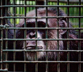 Rockhampton Zoo - Accommodation Mermaid Beach 0