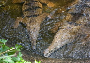 Rockhampton Zoo - Accommodation Mermaid Beach 1