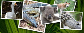 Rockhampton Zoo - Accommodation Mermaid Beach 2