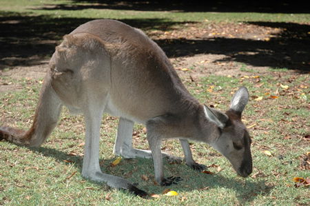 Bunbury Wildlife Park - Accommodation Mermaid Beach 1