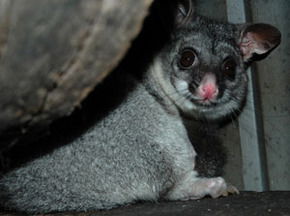 Bunbury Wildlife Park - Accommodation Mermaid Beach 2