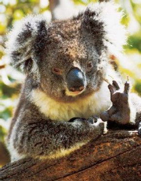 Gorge Wildlife Park - Accommodation Mermaid Beach 0