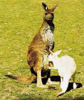 Gorge Wildlife Park - Accommodation Mermaid Beach 1