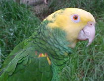 Gorge Wildlife Park - Accommodation Mermaid Beach 3