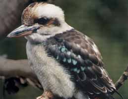 Nowra Wildlife Park - Accommodation Mermaid Beach 2