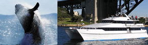 Prestige Harbour Cruises - Accommodation Mermaid Beach 3