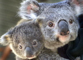 Symbio Wildlife Gardens - Accommodation Mermaid Beach 1