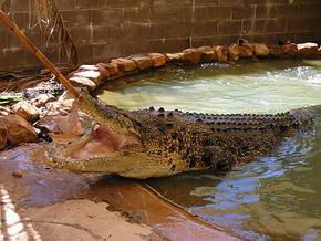 Wyndham Zoological Gardens And Crocodile Park - Accommodation Mermaid Beach 0