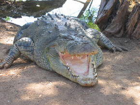 Wyndham Zoological Gardens And Crocodile Park - Accommodation Mermaid Beach 2