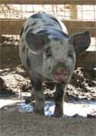 Wagga Wagga Zoo - Accommodation Mermaid Beach 0