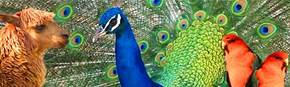 Wagga Wagga Zoo - Accommodation Mermaid Beach 1
