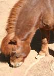 Wagga Wagga Zoo - Accommodation Mermaid Beach 3