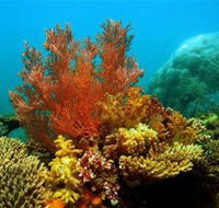 Three Islands Whale Shark Dive - Accommodation Mermaid Beach