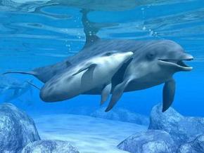 Polperro Dolphin Swims - Accommodation Mermaid Beach 3