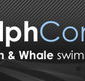 Dolphcom - Dolphin  Whale Swimming Adventures - Accommodation Mermaid Beach