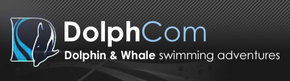 Dolphcom - Dolphin & Whale Swimming Adventures - Accommodation Mermaid Beach 0
