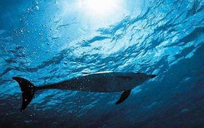 Dolphcom - Dolphin & Whale Swimming Adventures - Accommodation Mermaid Beach 1