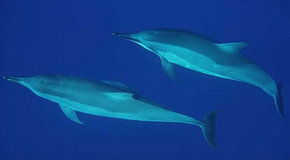 Dolphcom - Dolphin & Whale Swimming Adventures - Accommodation Mermaid Beach 3