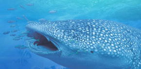 Ningaloo Blue Dive - Accommodation Mermaid Beach 1