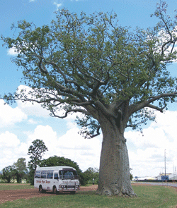 Kununurra Cruises - Accommodation Mermaid Beach 1