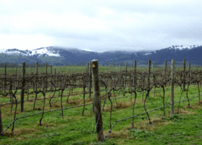 Kinloch Wines - Accommodation Mermaid Beach 0