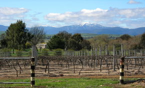 Buller View Wines - Accommodation Mermaid Beach 0